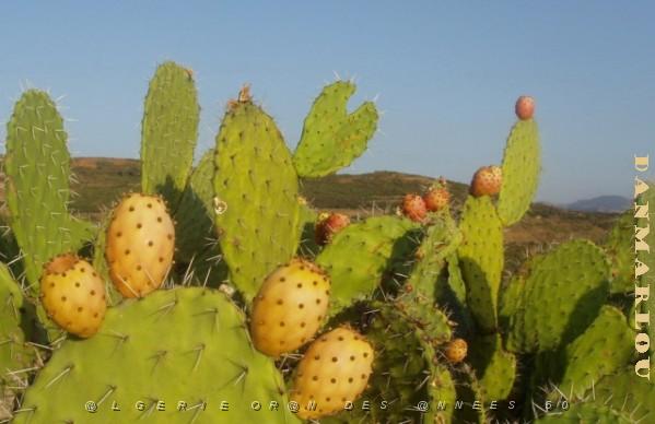 Figues-de-barbarie.jpg